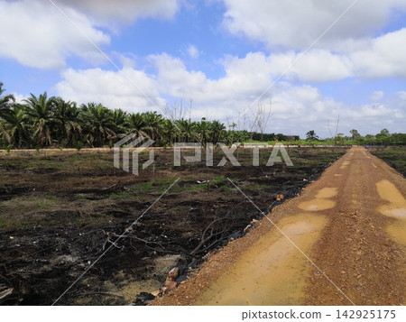 Cleared land with charred soil and young trees beside a muddy rural road Cleared land with charred soil and young trees beside a muddy rural road 142925175