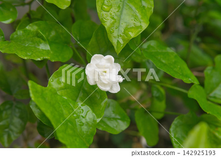 Close-up of a white jasmine flower with green leaves after rain 142925193