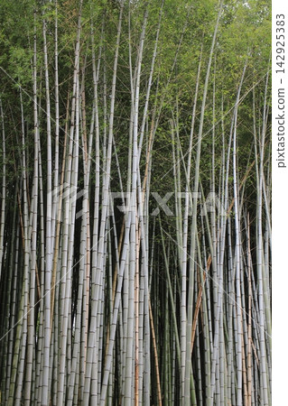 竹林 竹林 142925383