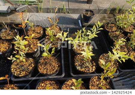 blueberry cuttings 142925424