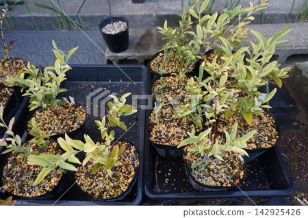 blueberry cuttings 142925426
