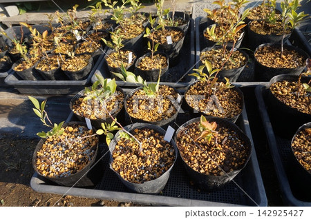 blueberry cuttings blueberry cuttings 142925427