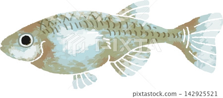 Full-color illustration of a medaka fish in cool tones, hand-drawn style (ornamental fish, pet, material) Full-color illustration of a medaka fish in cool tones, hand-drawn style (ornamental fish, pet, material) 142925521