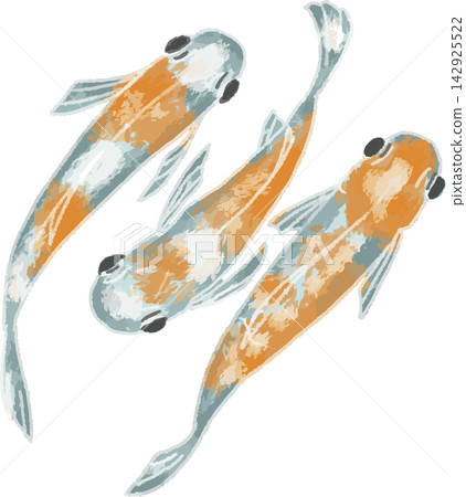 A full-color illustration of three red-patterned medaka fish viewed from above, in a hand-drawn, stylized style (ornamental fish, biotope, material). A full-color illustration of three red-patterned medaka fish viewed from above, in a hand-drawn, stylized style (ornamental fish, biotope, material). 142925522