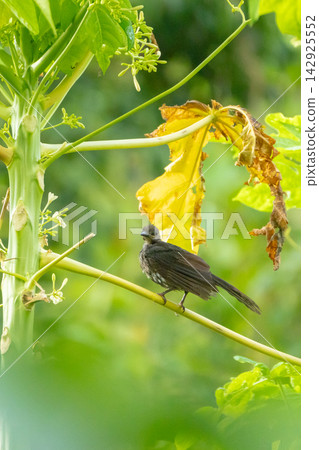 一隻野生鳥棲息在熱帶植物的樹枝上,周圍是一片美麗的綠色景觀。 一隻野生鳥棲息在熱帶植物的樹枝上,周圍是一片美麗的綠色景觀。 142925552