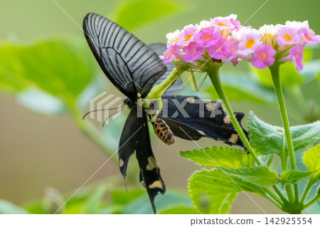 Nature of Miyako Island: The moment a praying mantis preys on a butterfly from behind a flower. Nature of Miyako Island: The moment a praying mantis preys on a butterfly from behind a flower. 142925554