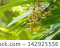 宮古島的自然風光：薑花樹（Alpinia zerumbet），擁有鮮豔的綠色葉子和果實（原產於沖繩）。 142925556