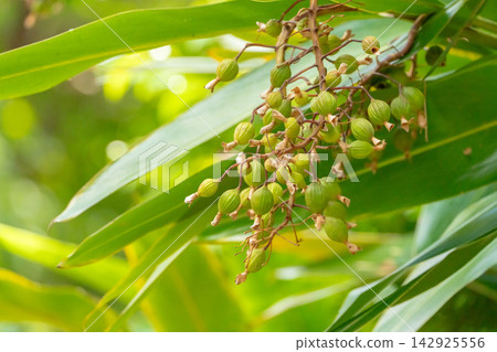 Nature of Miyako Island: The Alpinia zerumbet tree with its vibrant green leaves and fruit (a plant native to Okinawa) Nature of Miyako Island: The Alpinia zerumbet tree with its vibrant green leaves and fruit (a plant native to Okinawa) 142925556