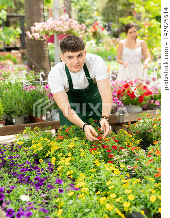 Male gardener takes care of potted flowers calibrachoa (million bells) on flowers store Male gardener takes care of potted flowers calibrachoa (million bells) on flowers store 142925614