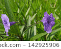 Two purple Ruellia simplex flowers in a garden 142925906