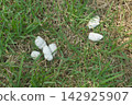 White dog poop on green grass in a park 142925907
