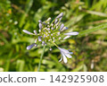 Close-up of a cluster of purple Agapanthus flower buds 142925908