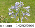 Close-up of a purple Agapanthus flower in bloom in a garden 142925909