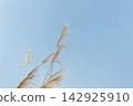 Pacific silvergrass Against Clear Blue Sky 142925910