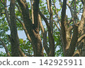 Tree trunks with rough bark and green leaves 142925911