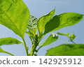 Chili pepper plant leaves against a blue sky 142925912