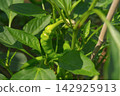 Green chili pepper growing on a plant in a garden 142925913