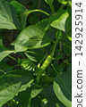 Green chili peppers growing on a plant in a garden 142925914