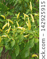 Chili Peppers Growing on a Plant 142925915