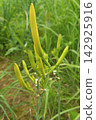 Daylily Buds Growing in a Field 142925916