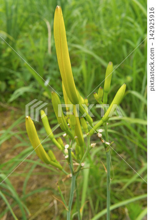 Daylily Buds Growing in a Field Daylily Buds Growing in a Field 142925916