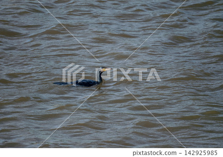 River cormorant on the Shinano River/Yasuragi Embankment River cormorant on the Shinano River/Yasuragi Embankment 142925985