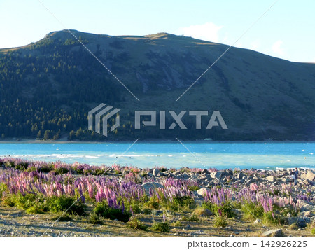Lupines blooming on the shores of Lake Tekapo at dusk, and the mountains. Lupines blooming on the shores of Lake Tekapo at dusk, and the mountains. 142926225