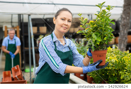 Middle-aged woman, botanist checking the leaves while holding a pot with Euonymus Aurea in greenhouse Middle-aged woman, botanist checking the leaves while holding a pot with Euonymus Aurea in greenhouse 142926624