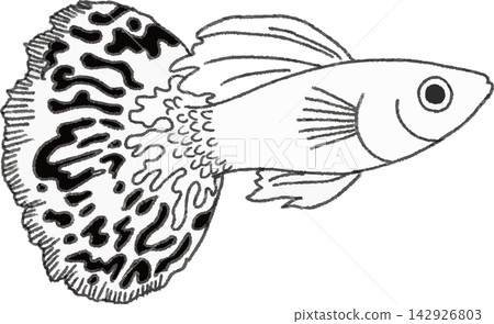 孔雀魚線條藝術插畫,手繪風格,風格化(熱帶魚,水族館,單色) 孔雀魚線條藝術插畫,手繪風格,風格化(熱帶魚,水族館,單色) 142926803