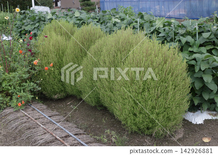 家中種植的地膚植物 142926881