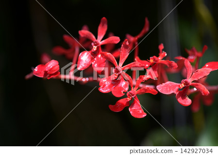 Renantella Gerald Tan Renantella Gerald Tan 142927034