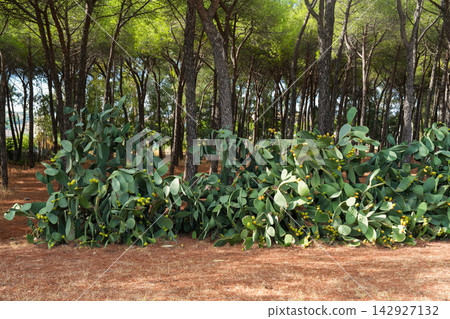 Prickly pear cactus and pine trees in forest Prickly pear cactus and pine trees in forest 142927132
