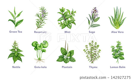 Herbs for natural skincare and wellness, hand painted watercolor illustration isolated. Aloe vera, sage, mint, rosemary, green tea and medicinal herbs for beauty, cosmetic and educational design Herbs for natural skincare and wellness, hand painted watercolor illustration isolated. Aloe vera, sage, mint, rosemary, green tea and medicinal herbs for beauty, cosmetic and educational design 142927275