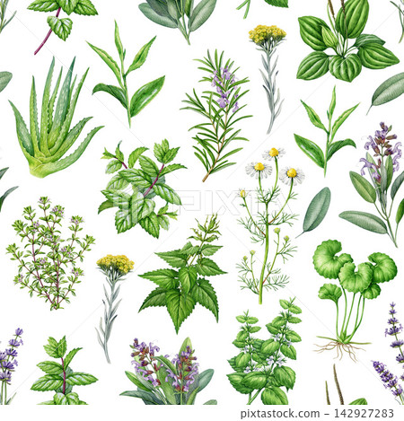 Skincare herbs seamless pattern on white. Hand drawn aloe, sage, mint, rosemary, thyme, lavender apothecary plants watercolor illustration for cosmetic packaging, labels, textiles, wellness branding Skincare herbs seamless pattern on white. Hand drawn aloe, sage, mint, rosemary, thyme, lavender apothecary plants watercolor illustration for cosmetic packaging, labels, textiles, wellness branding 142927283