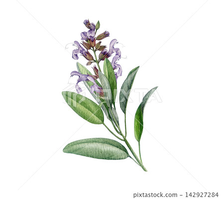 Common sage Salvia officinalis medicinal plant watercolor illustration isolated on background. Hand drawn sage apothecary herb for herbal branding, packaging, labels, tea, cosmetics and stationery. Common sage Salvia officinalis medicinal plant watercolor illustration isolated on background. Hand drawn sage apothecary herb for herbal branding, packaging, labels, tea, cosmetics and stationery. 142927284