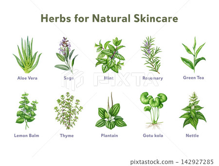 Herbs for natural skincare and wellness, hand painted watercolor illustration isolated. Aloe vera, sage, mint, rosemary, green tea and medicinal herbs for beauty, cosmetic and educational design Herbs for natural skincare and wellness, hand painted watercolor illustration isolated. Aloe vera, sage, mint, rosemary, green tea and medicinal herbs for beauty, cosmetic and educational design 142927285