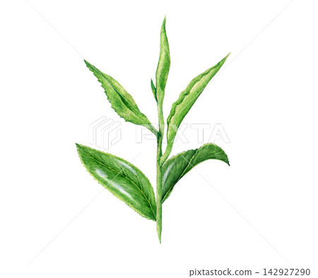 Green tea branch with fresh leaves, hand painted watercolor illustration of Camellia sinensis isolated on background. Ideal for natural skincare, wellness, tea packaging, labels, botanical decor Green tea branch with fresh leaves, hand painted watercolor illustration of Camellia sinensis isolated on background. Ideal for natural skincare, wellness, tea packaging, labels, botanical decor 142927290