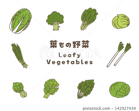 A set of vector illustrations of leafy vegetables. 142927439