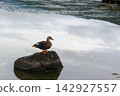 A single mallard duck standing on a rock. 142927557