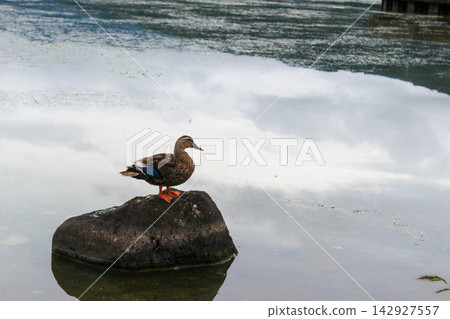 A single mallard duck standing on a rock. A single mallard duck standing on a rock. 142927557