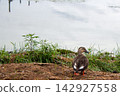 The back view of a mallard standing by the water's edge 142927558