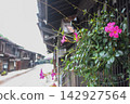 Mandevilla flowers adorn the eaves 142927564