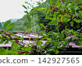 Red berries hanging in abundance 142927565
