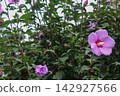 Hibiscus and buds after the rain 142927566