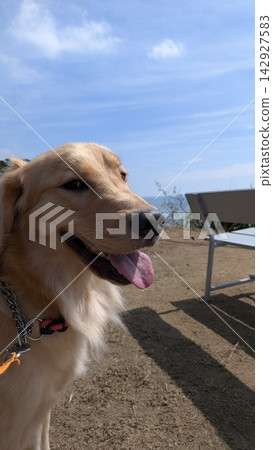 一隻金毛犬在藍天下吐著舌頭,露出笑容,這是它的側臉照。 一隻金毛犬在藍天下吐著舌頭,露出笑容,這是它的側臉照。 142927583