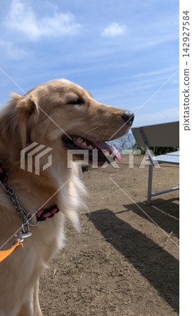 一隻金毛犬在藍天下吐著舌頭咯咯笑 一隻金毛犬在藍天下吐著舌頭咯咯笑 142927584