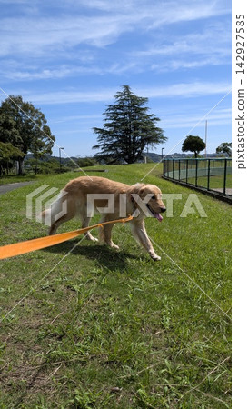 一隻金毛犬在藍天下的草地上漫步。 一隻金毛犬在藍天下的草地上漫步。 142927585