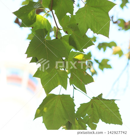 Backlit green maple leaves against blue sky Backlit green maple leaves against blue sky 142927742