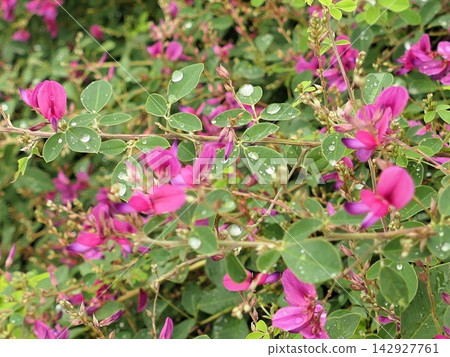 九月,雨後灌木三葉草開花,8 九月,雨後灌木三葉草開花,8 142927761
