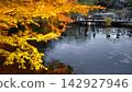 Autumn leaves glowing golden at night 142927946